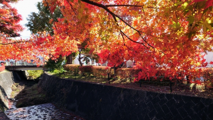 ▲河口湖楓葉迴廊。 圖:Photo AC/來源