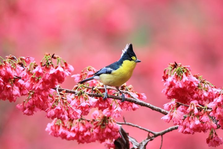 ▲大雪山有豐富的鳥種-黃山雀。 圖:參山國家風景區管理處/提供