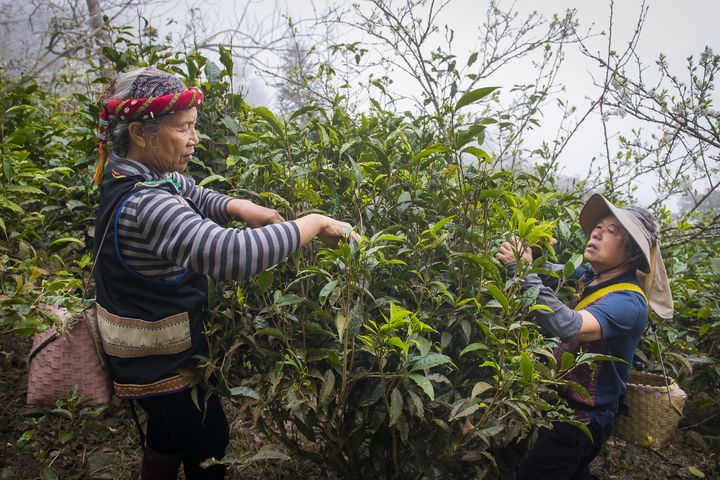 ▲高雄市桃源區寶山部落族人悉心培植、採茶。　圖：茂林國家風景區管理處／提供