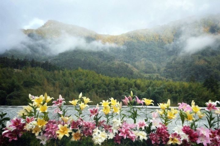 ▲阿里山樂野部落山谷裡的百合花綻放繽紛的色彩。　圖：阿里山百合生產合作社／提供