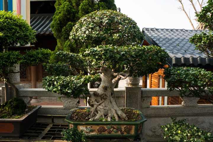 ▲嶺南盆景崇尚自然美，是園林藝術的珍品。　圖：shutterstock／來源