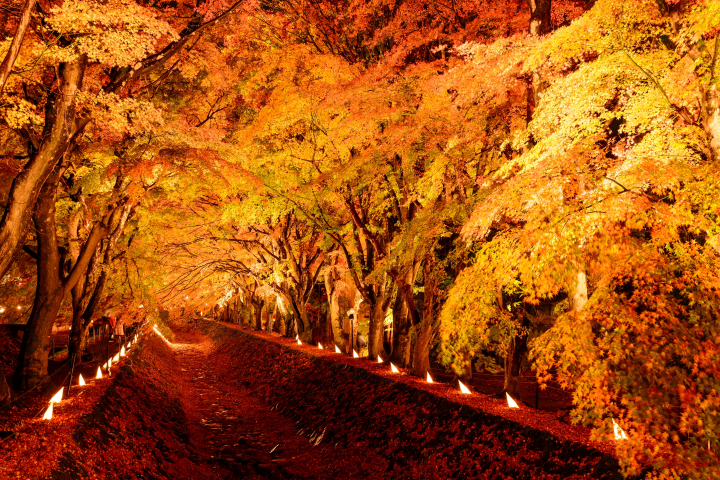 ▲夜晚的河口湖秋葉走廊。　圖：富士河口湖町観光連盟／提供