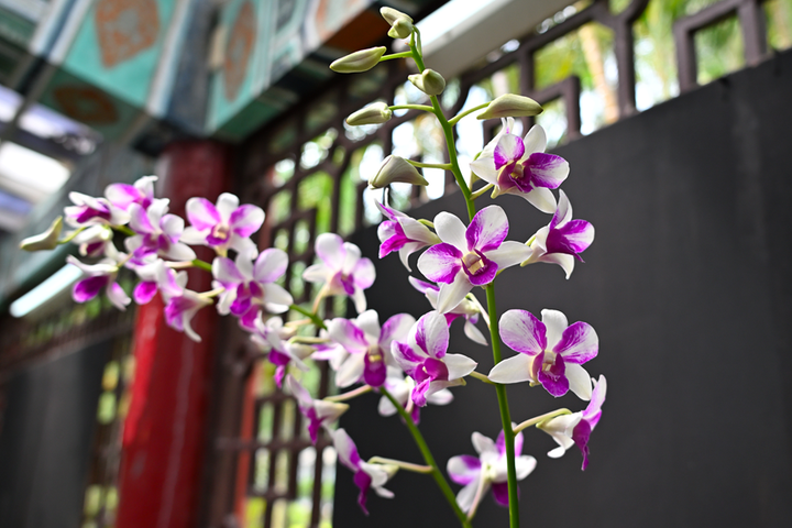 ▲白底紫紋，筆觸潑灑獨特的「車敏」石斛蘭，獨樹一格的潑墨刷紋，極具東方水墨畫意境，總能吸引人目光。　圖：臺北市政府工務局／提供