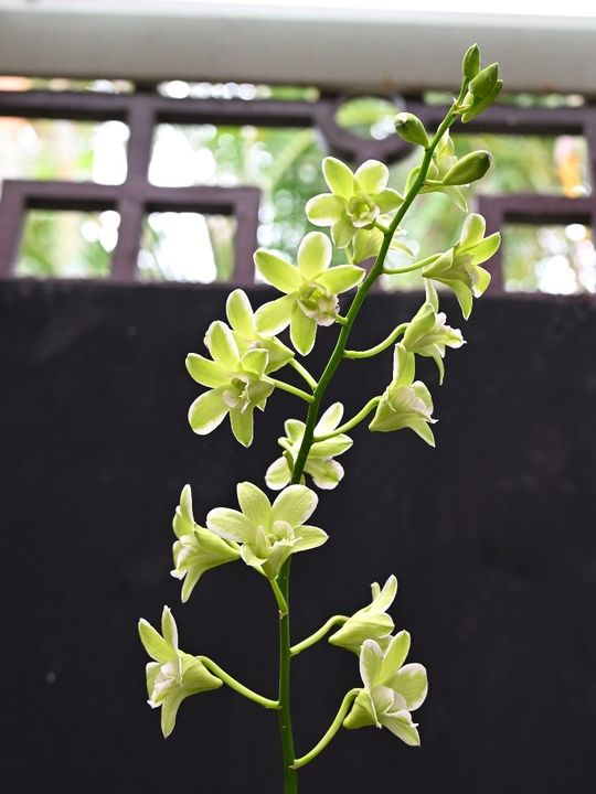 ▲綠色花瓣搭配白色邊緣，彷彿彩筆輕刷的「綠潑」秋石斛，清新脫俗。　圖：臺北市政府工務局／提供