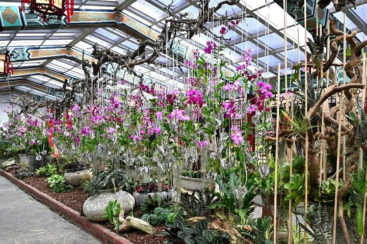 ▲以石斛蘭運用綠水苔與垂吊設計，重現枯山水意境，彷彿置身自然棲地。　圖：臺北市政府工務局／提供