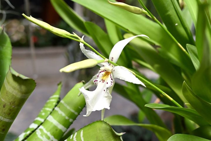 ▲少見白色的「白仙女」文心蘭。　圖：臺北市政府工務局／提供