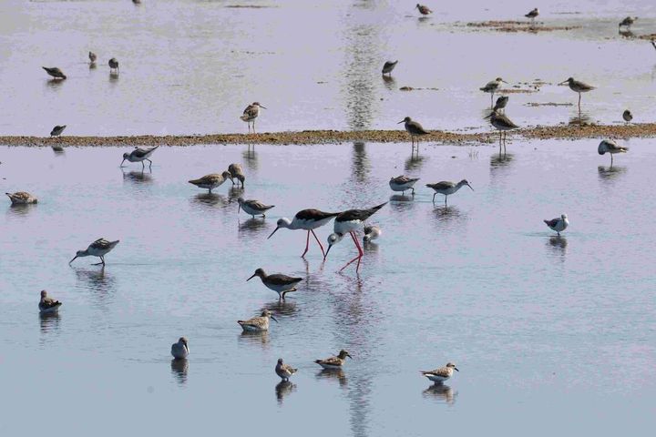 ▲雲嘉南濱海地區水鳥生態。　圖：雲嘉南管理處／提供