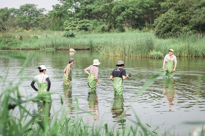 ▲創作營團隊穿著青蛙裝進入濕地踏查、收集創作靈感。　圖：新北市政府水利局／提供