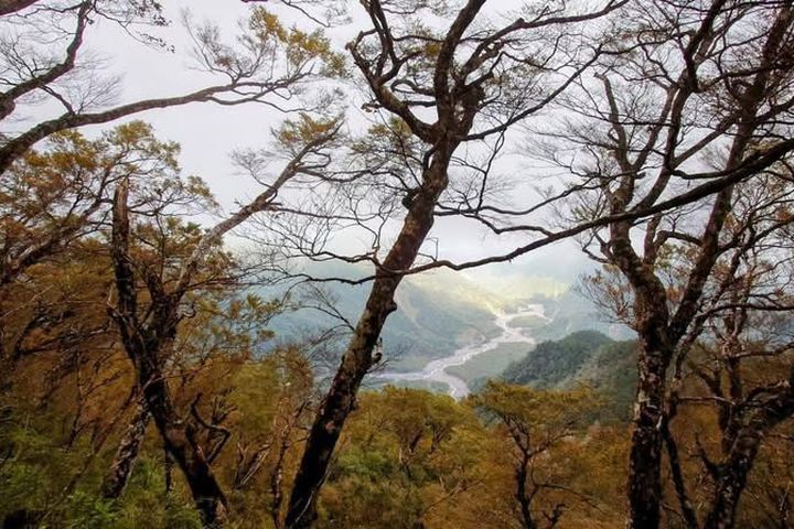 ▲太平山山毛櫸步道，入秋後逐漸染上金黃。　圖：農業部林業及自然保育署／提供