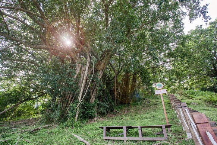 ▲知本國家森林遊樂區-盤錯壯麗的千根榕。　圖：農業部林業及自然保育署／提供