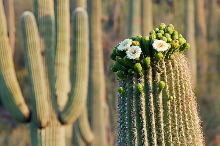 ▲巨人柱仙人掌國家公園內巨型仙人掌春天會開出白色花朵。　圖：shutterstock／來源