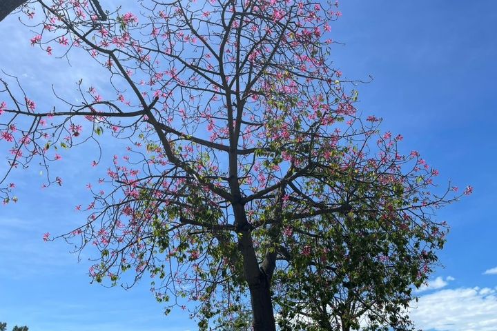 ▲仰望天空的粉色美人樹花。　圖：臺北市政府工務局／提供