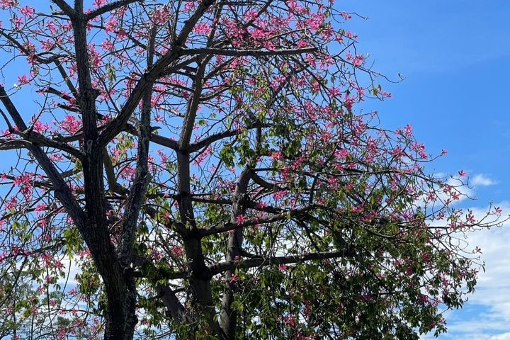 ▲藍天白雲下的美人樹海。　圖：臺北市政府工務局／提供