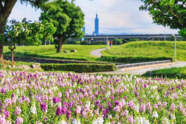 ▲花海位置可遠眺101大樓。　圖：台北市政府水利工程處／提供