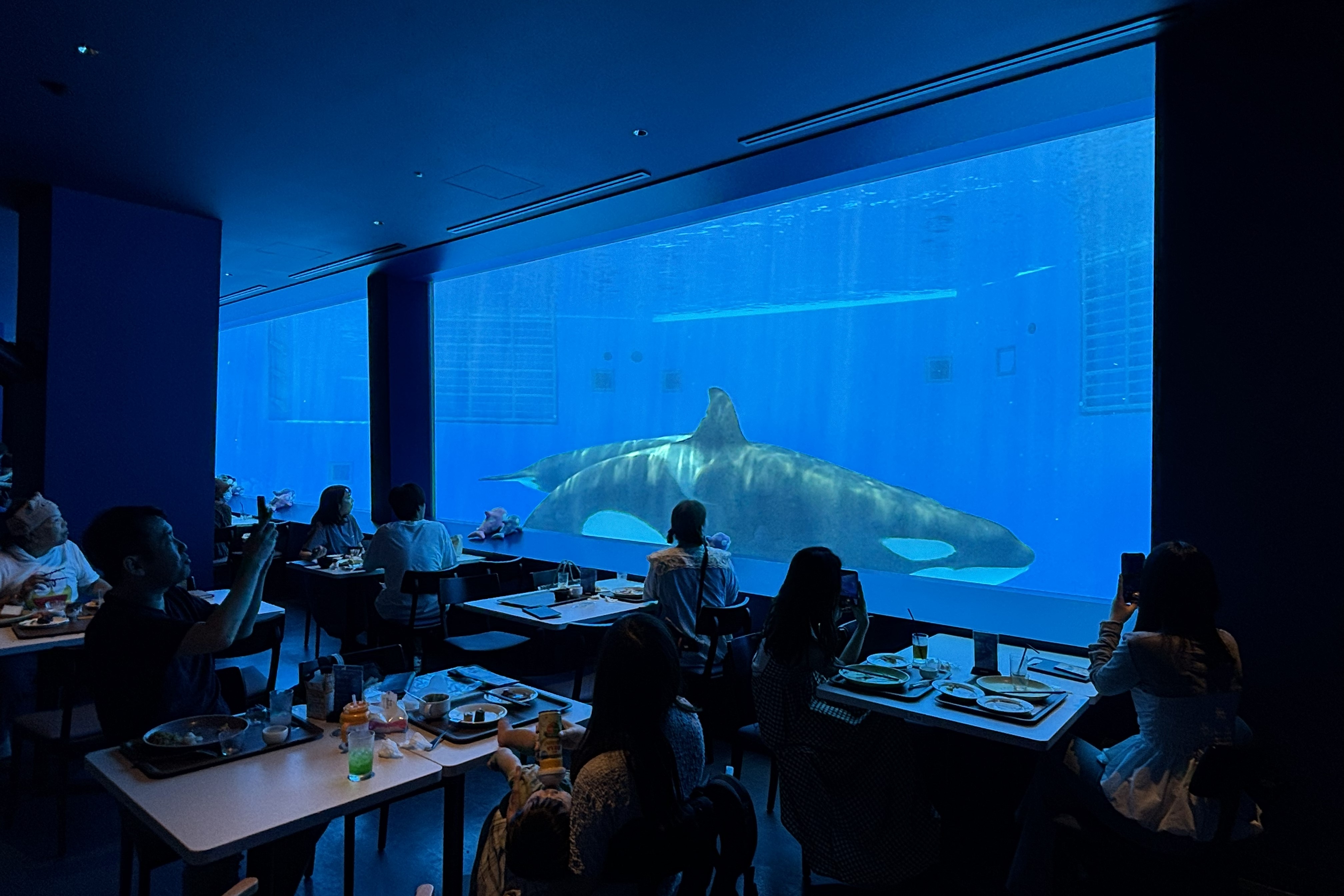 「BLUE OCEAN」內可以和虎鯨一起用餐。　圖：向日遊／提供