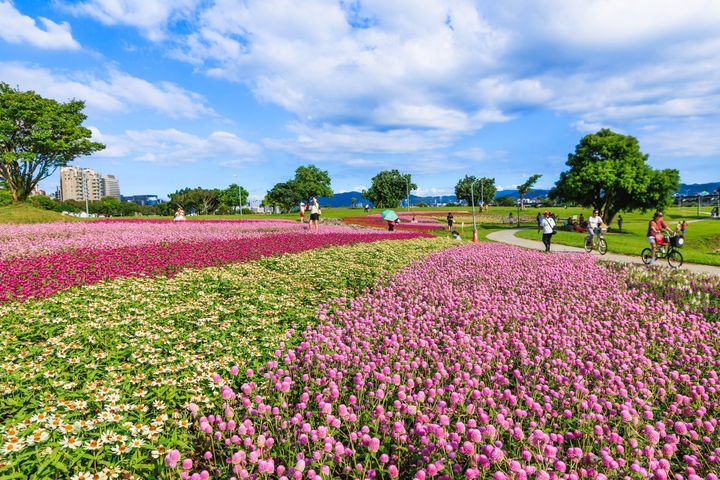 ▲美堤河濱5萬盆花海盛開。　圖：台北市政府水利工程處／提供