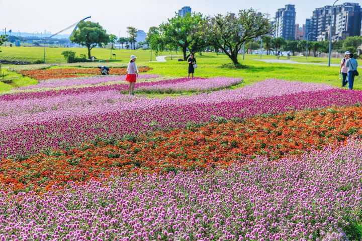 粉紅、桃紅與紫紅色調層層交織，如同河岸鋪上溫柔的漸層地毯。　圖：台北市政府水利工程處／提供