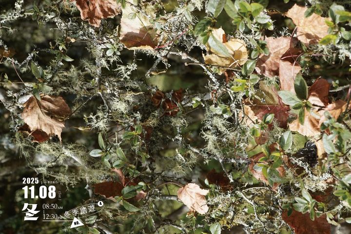 ▲活動由專業生態導覽員帶領，認識多樣的苔蘚與蕨類植物。　圖：農業部林業及自然保育署／提供