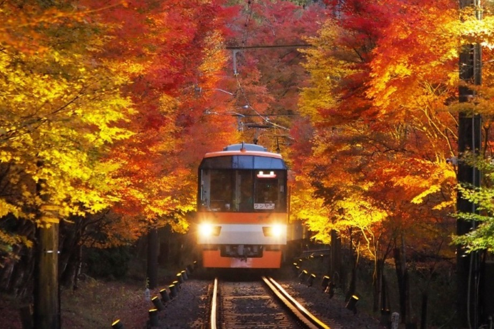 ▲夜間的紅葉隧道將會點燈照亮楓紅。 圖:叡山電鐵/提供