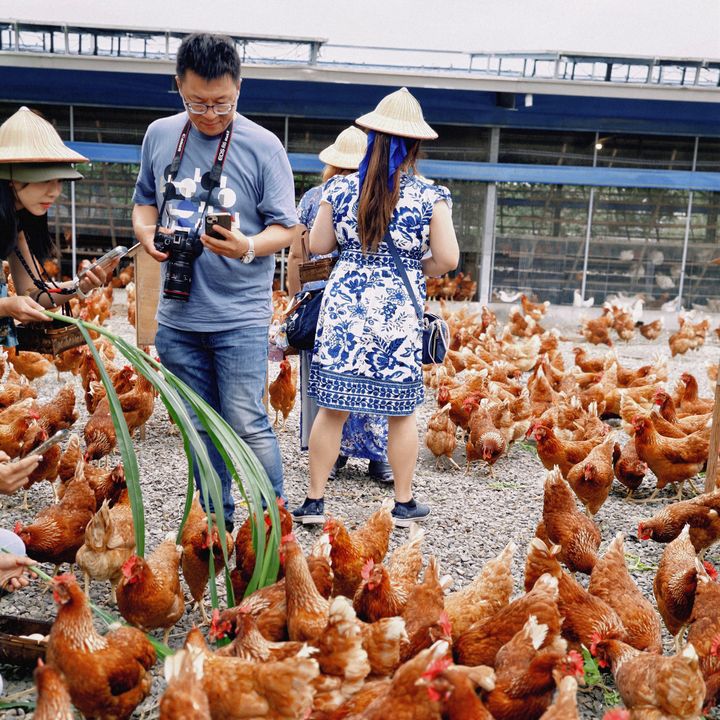 ▲後壁放牧蛋。　圖：臺南市政府農業局／提供