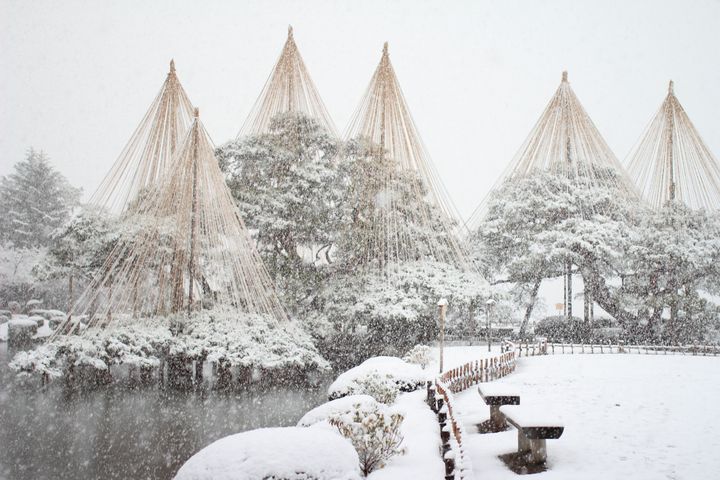 ▲宛如風雪中為唐崎松撐開大傘似的「雪吊」,為兼六園的知名冬景色。 圖:太平洋旅行社/提供