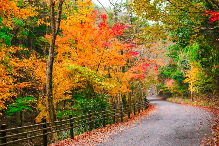 ▲舟志紅葉街道。　圖：（一社）長崎縣觀光聯盟／提供