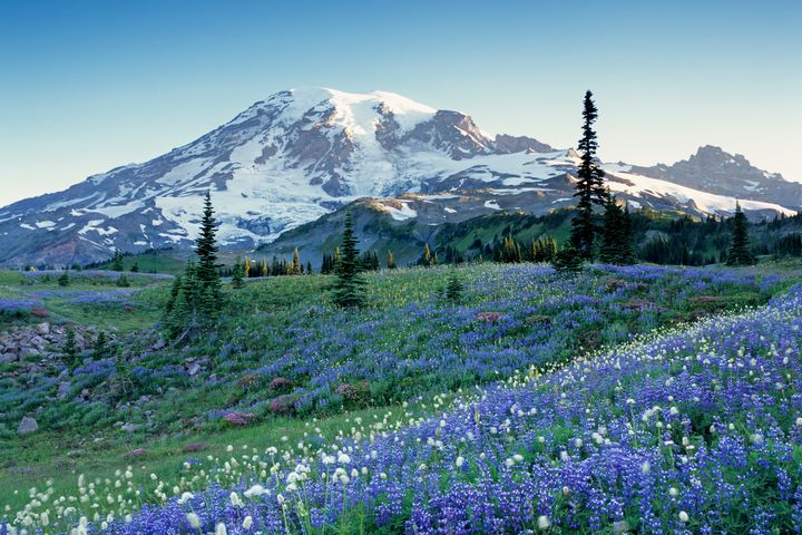 ▲華盛頓州雷尼爾山國家公園的魯冰花與草原。　圖：shutterstock／來源