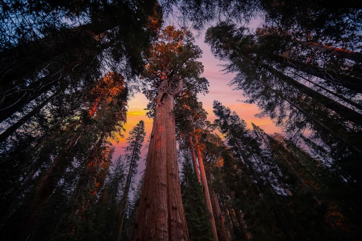 ▲加州紅杉國家公園巨型紅杉樹。　圖：shutterstock／來源