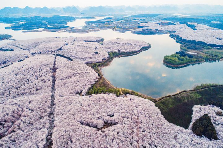 ▲平壩萬畝櫻花的景觀，帶來震撼春景色。　圖：shutterstock／來源