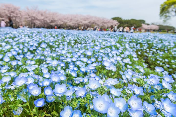▲可愛精緻的粉蝶花海，有著走進童話般的甜美風味。　圖：shutterstock／來源