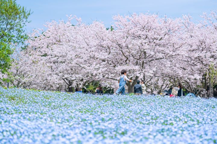 永信旅遊以「世界花園打卡趣」專區，引領遊客暢遊全世界的繽紛花季。　圖：shutterstock／來源