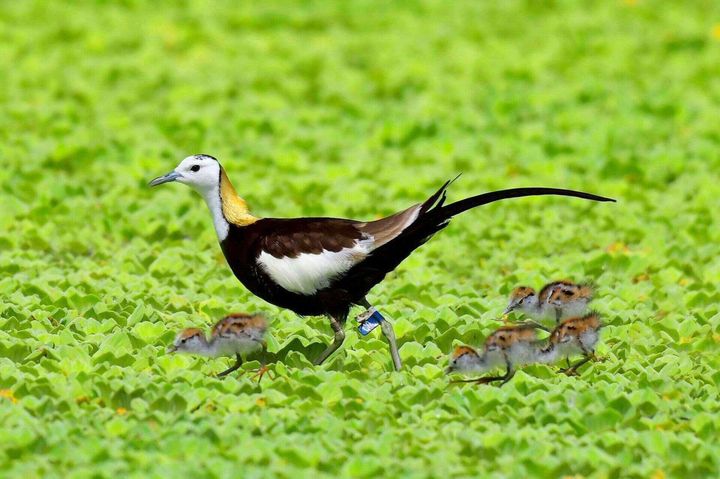 ▲美濃湖水雉身影。　圖：高雄市政府觀光局／提供