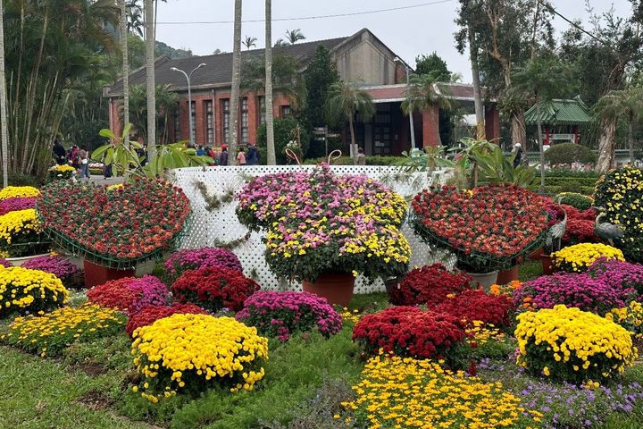 ▲各色繽紛的菊花(圖為資料照)。 圖:臺北市政府工務局公園路燈工程管理處/提供