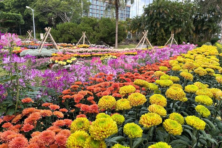 菊科花海11/28在士林官邸登場（圖為資料照）。　圖：臺北市政府工務局公園路燈工程管理處／提供