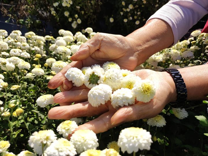 ▲採收杭菊撲鼻香味。　圖：火炎山生態教育館／提供