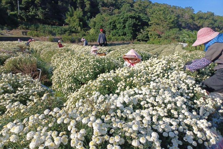過往九湖社區杭菊田實景。　圖：火炎山生態教育館／提供 