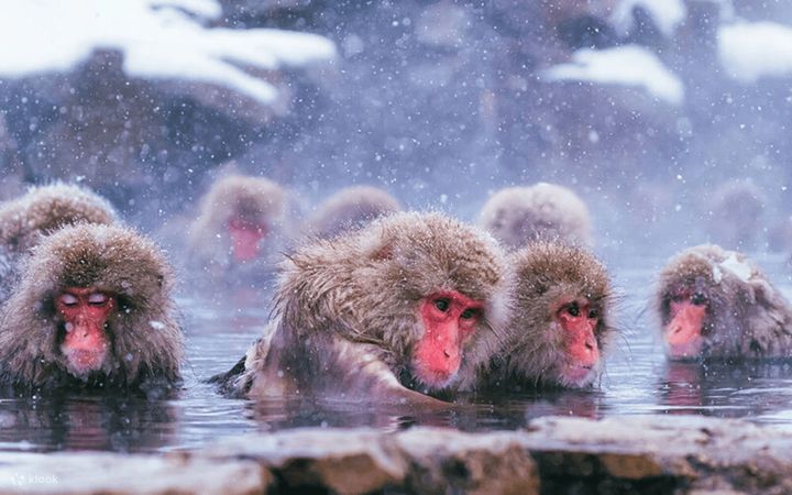 ▲地獄谷雪猴溫泉一日遊。　圖：Klook／提供