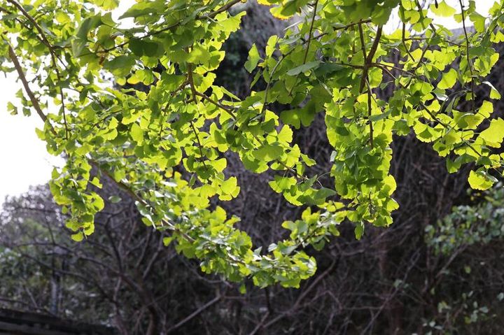 ▲綠化教室後方的銀杏，葉色正緩緩變換。　圖：台北市政府工務局公園處／提供