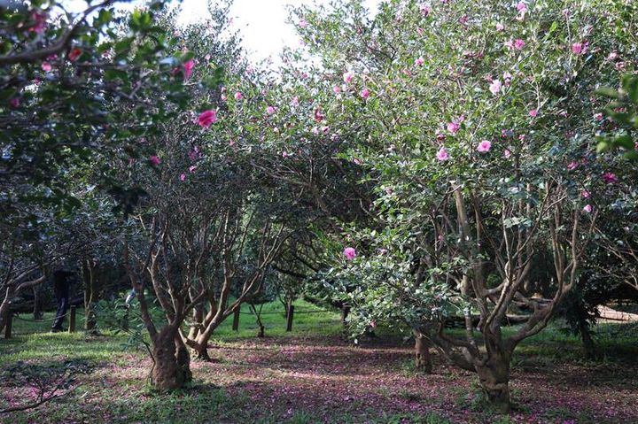 ▲茶梅花開，落花也在地面寫下柔美的痕跡。　圖：台北市政府工務局公園處／提供