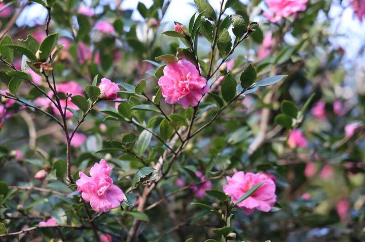 秋日賞花正當時。　圖：台北市政府工務局公園處／提供