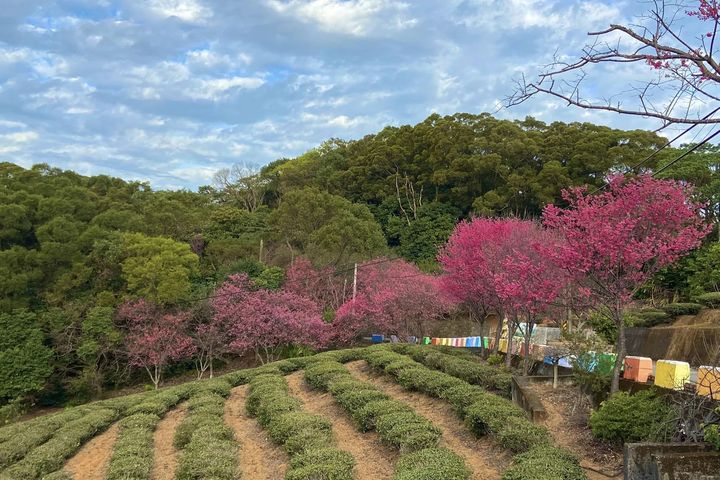▲「竹峰茗茶休閒農場」蘆竹百年茶園。　圖：桃園市政府農業局／提供