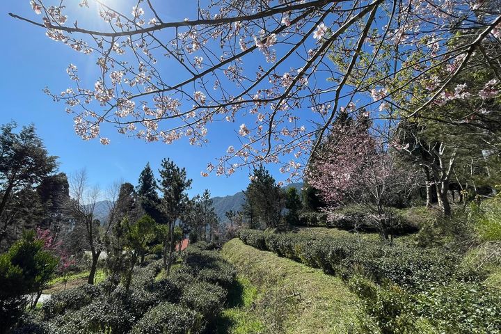 ▲「雪霧有機茶莊園」坐落於拉拉山。　圖：桃園市政府農業局／提供