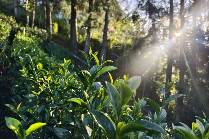▲「拉拉山製茶廠 」生態野放茶園位於石門水庫上游。　圖：桃園市政府農業局／提供