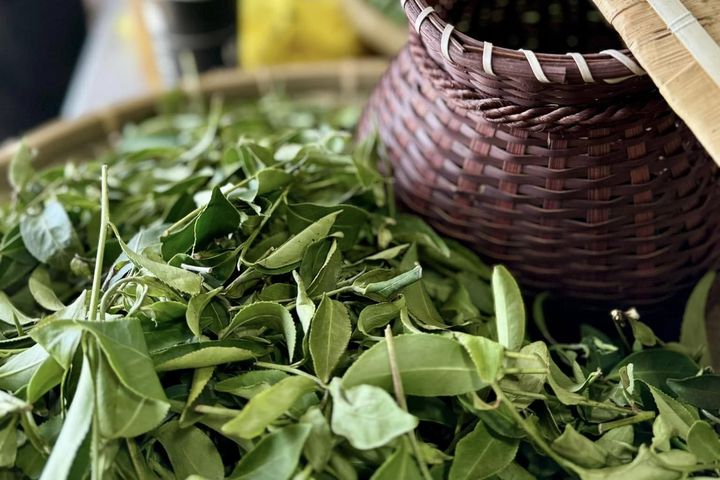 ▲「文新製茶廠」龍潭三代茶廠。　圖：桃園市政府農業局／提供