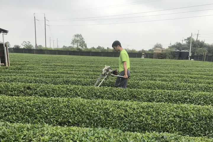 「義和茶葉」歷經四代傳承，融合傳統製茶工藝與有機栽培。　圖：桃園市政府農業局／提供