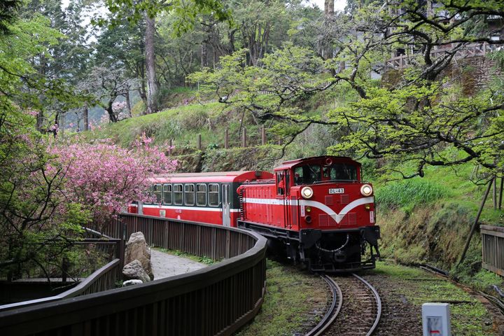 ▲阿里山森林遊樂園區12月開始可見緋寒櫻陸續綻放。　圖：阿里山賓館／提供
