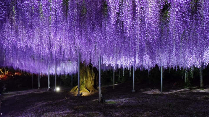 ▲足利花卉公園，夜晚燈光照射在紫藤花上非常美麗。　圖：Photo AC／來源