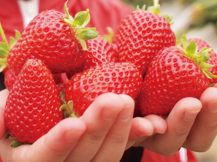 ▲採草莓示意圖。　圖：Photo AC／來源