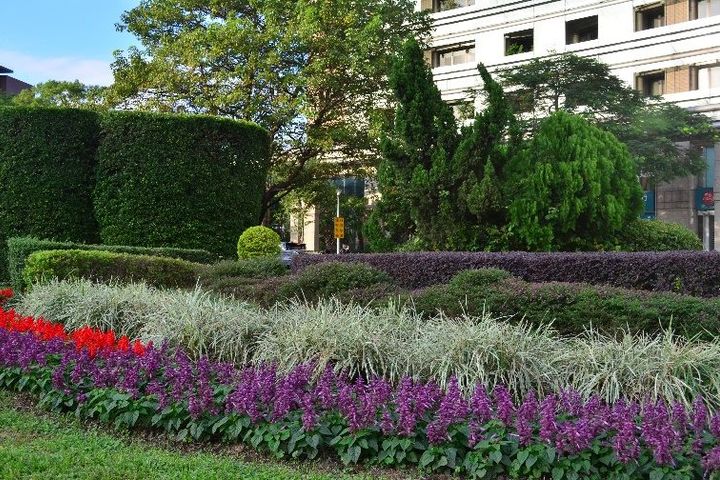 ▲仁愛圓環週邊分隔島複層植栽設計。　圖：臺北市政府工務局／提供