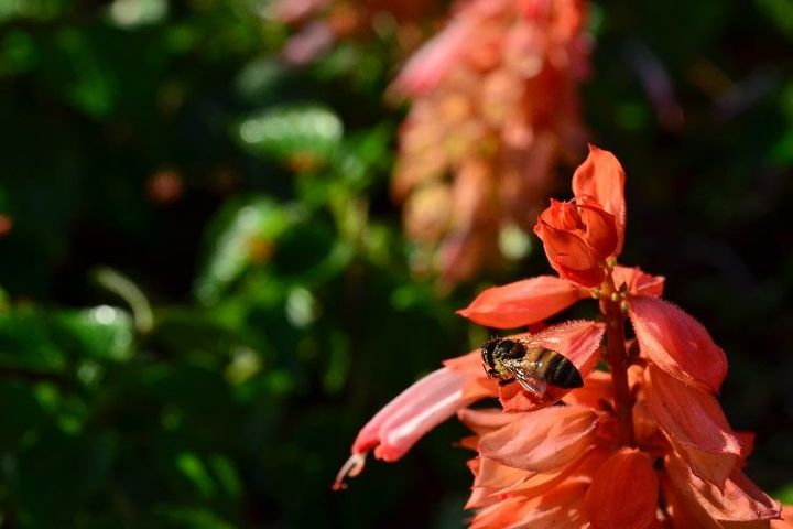▲一串紅吸引蜜蜂駐足、採蜜。　圖：臺北市政府工務局／提供